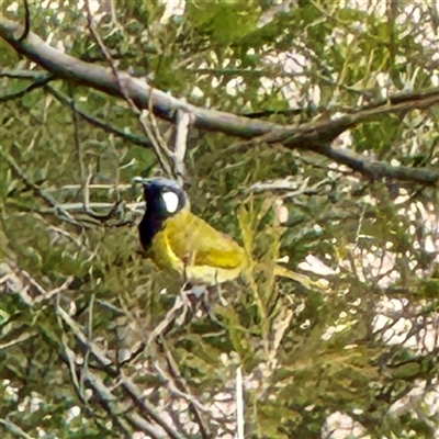 Nesoptilotis leucotis (White-eared Honeyeater) at Kaleen, ACT - 8 Aug 2025 by Hejor1
