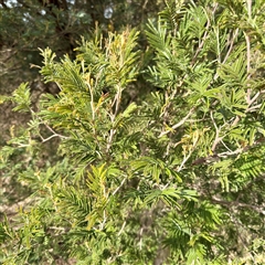 Acacia mearnsii (Black Wattle) at Kaleen, ACT - 8 Aug 2025 by Hejor1