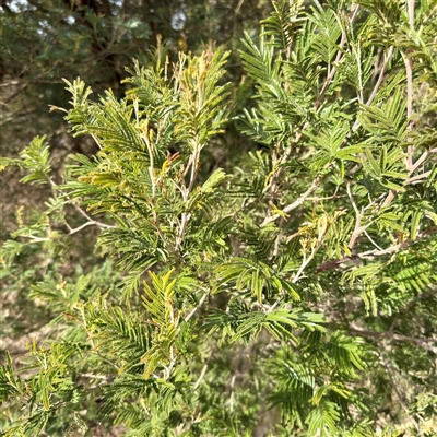 Acacia mearnsii (Black Wattle) at Kaleen, ACT - 8 Aug 2025 by Hejor1