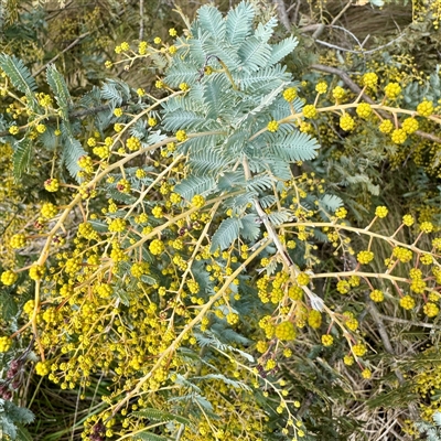 Acacia baileyana (Cootamundra Wattle, Golden Mimosa) at Kaleen, ACT - 8 Aug 2025 by Hejor1
