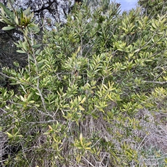 Melaleuca (genus) (A Melaleuca) at Kaleen, ACT - 8 Aug 2025 by Hejor1