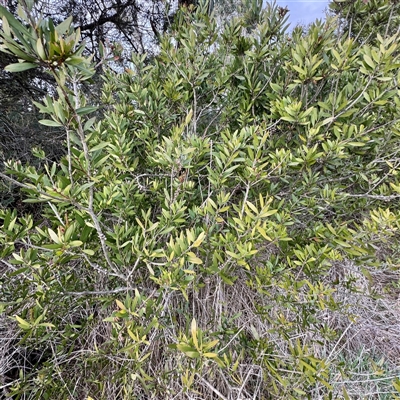 Melaleuca (genus) (A Melaleuca) at Kaleen, ACT - 8 Aug 2025 by Hejor1
