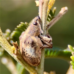 Gonipterus sp. (genus) (Eucalyptus Weevil) at Kaleen, ACT - 8 Aug 2025 by Hejor1