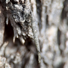 Conoeca or Lepidoscia (genera) IMMATURE at Kaleen, ACT - 8 Aug 2025 by Hejor1