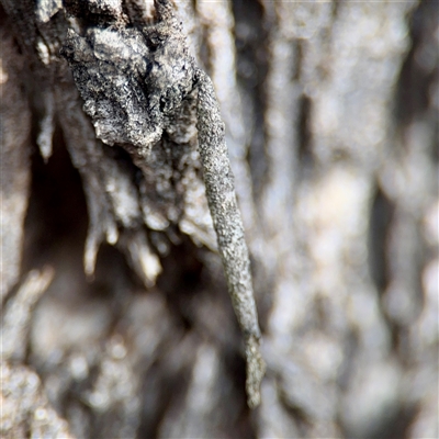 Conoeca or Lepidoscia (genera) IMMATURE at Kaleen, ACT - 8 Aug 2025 by Hejor1