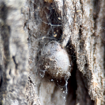 Doratifera (genus) (Cup Moth) at Kaleen, ACT - 8 Aug 2025 by Hejor1