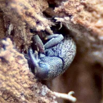 Melanterius sp. (genus) (Unidentified Melanterius weevil) at Kaleen, ACT - 8 Aug 2025 by Hejor1