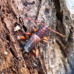 Callidiopis praecox (A longhorn beetle) at Kaleen, ACT - 8 Aug 2025 by Hejor1