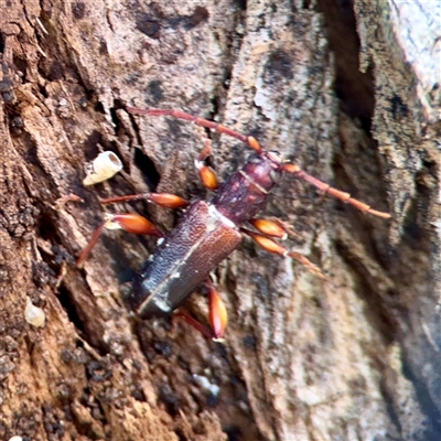 Callidiopis praecox (A longhorn beetle) at Kaleen, ACT - 8 Aug 2025 by Hejor1