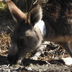 Macropus giganteus (Eastern Grey Kangaroo) at Acton, ACT - 7 Aug 2025 by HelenCross