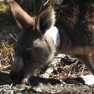 Macropus giganteus (Eastern Grey Kangaroo) at Acton, ACT - 7 Aug 2025 by HelenCross