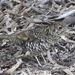 Zoothera lunulata (Bassian Thrush) at Acton, ACT - 7 Aug 2025 by HelenCross
