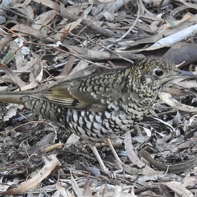 Zoothera lunulata (Bassian Thrush) at Acton, ACT - 7 Aug 2025 by HelenCross