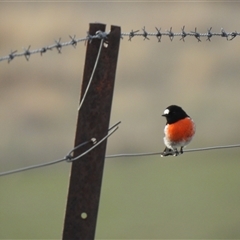 Petroica boodang (Scarlet Robin) at Kambah, ACT - 8 Aug 2025 by HelenCross
