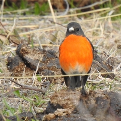 Petroica phoenicea (Flame Robin) at Kambah, ACT - 8 Aug 2025 by HelenCross