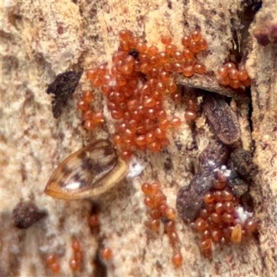 Coleoptera (order) immature at Kaleen, ACT - 8 Aug 2025 by Hejor1