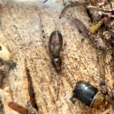 Intruda signata (Ground spider) at Kaleen, ACT - 8 Aug 2025 by Hejor1