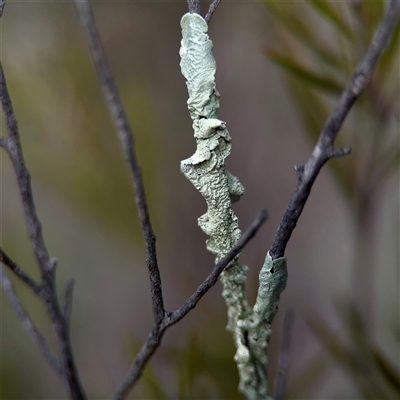 Flavoparmelia sp. at Kaleen, ACT - 8 Aug 2025 by Hejor1