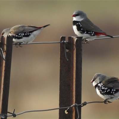 Stagonopleura guttata (Diamond Firetail) at Kambah, ACT - 8 Aug 2025 by HelenCross