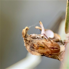 Cheiracanthium gracile (Slender sac spider) at Kaleen, ACT - 8 Aug 2025 by Hejor1
