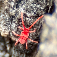 Trombidiidae (family) (Red velvet mite) at Kaleen, ACT - 8 Aug 2025 by Hejor1