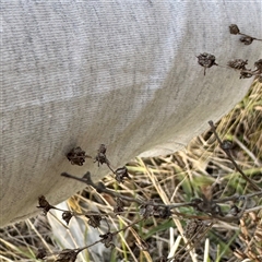 Hypericum perforatum (St John's Wort) at Kaleen, ACT - 8 Aug 2025 by Hejor1