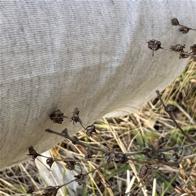Hypericum perforatum (St John's Wort) at Kaleen, ACT - 8 Aug 2025 by Hejor1