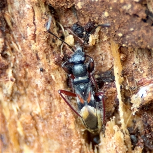 Daerlac cephalotes (Ant Mimicking Seedbug) at Kaleen, ACT - 8 Aug 2025 by Hejor1