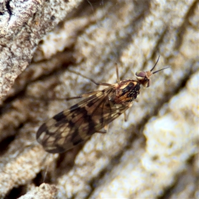 Sylvicola dubius (Wood-gnat) at Kaleen, ACT - 8 Aug 2025 by Hejor1