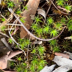 Bryaceae (family) at Kaleen, ACT - 8 Aug 2025 by Hejor1