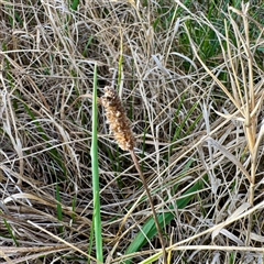 Plantago lanceolata (Ribwort Plantain, Lamb's Tongues) at Kaleen, ACT - 8 Aug 2025 by Hejor1