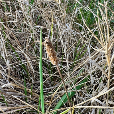 Plantago lanceolata (Ribwort Plantain, Lamb's Tongues) at Kaleen, ACT - 8 Aug 2025 by Hejor1