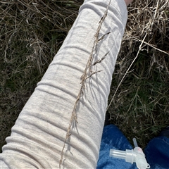 Lolium arundinaceum (Tall Fescue) at Kaleen, ACT - 8 Aug 2025 by Hejor1