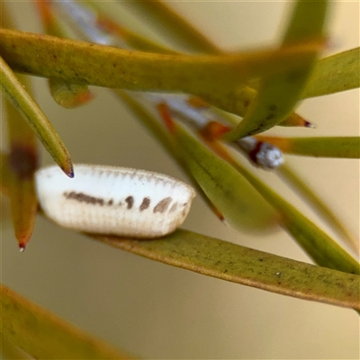 Blattidae sp. (family) (Unidentified blattid cockroach) at Kaleen, ACT - 8 Aug 2025 by Hejor1
