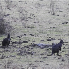 Osphranter robustus (Common Wallaroo) at Kambah, ACT - 8 Aug 2025 by HelenCross