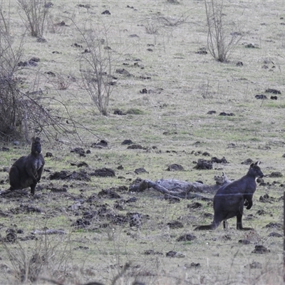 Osphranter robustus (Common Wallaroo) at Kambah, ACT - 8 Aug 2025 by HelenCross