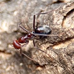 Iridomyrmex purpureus (Meat Ant) at Kaleen, ACT - 8 Aug 2025 by Hejor1