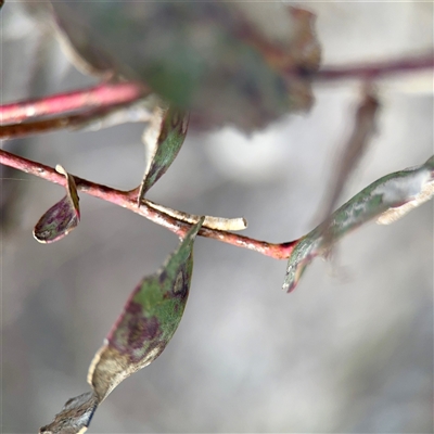 Machaerotinae sp. (subfamily) (Tube Spittlebug) at Kaleen, ACT - 8 Aug 2025 by Hejor1