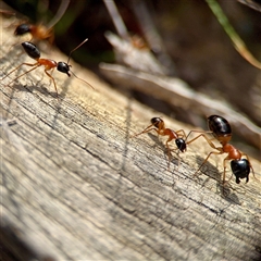 Camponotus consobrinus (Banded sugar ant) at Kaleen, ACT - 8 Aug 2025 by Hejor1