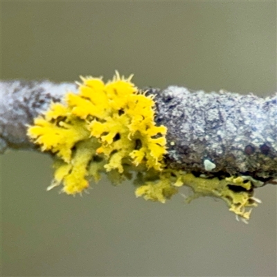 Teloschistes sp. (genus) at Kaleen, ACT - 8 Aug 2025 by Hejor1