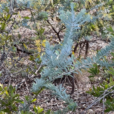 Acacia covenyi (Blue Bush) at Kaleen, ACT - 8 Aug 2025 by Hejor1