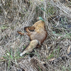Vulpes vulpes (Red Fox) at Kaleen, ACT - 8 Aug 2025 by Hejor1