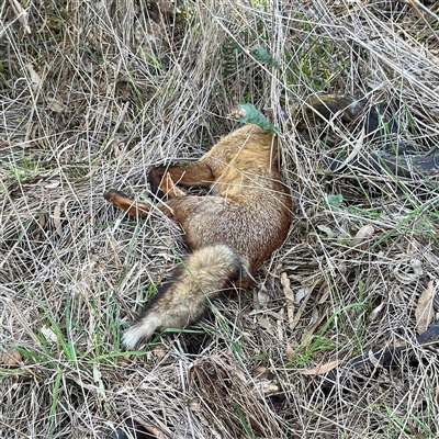 Vulpes vulpes (Red Fox) at Kaleen, ACT - 8 Aug 2025 by Hejor1