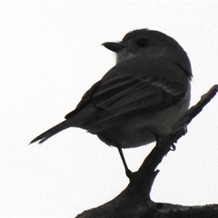 Pachycephala pectoralis (Golden Whistler) at Kambah, ACT - 8 Aug 2025 by HelenCross