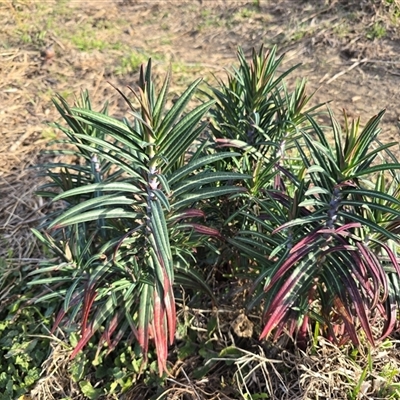 Euphorbia lathyris (Caper Spurge) at Gordon, ACT - 8 Aug 2025 by Mike
