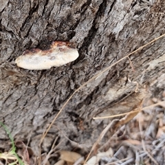 Hexagonia vesparia (Wasp Nest Polypore) at Latham, ACT - 5 Aug 2025 by Caric