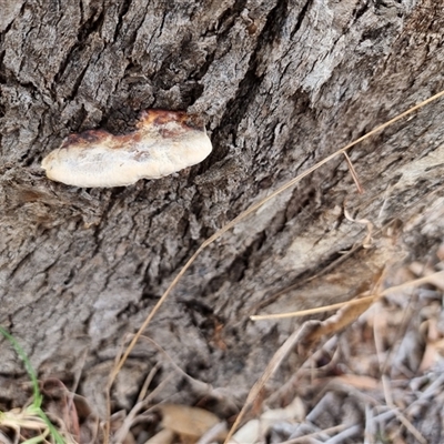 Hexagonia vesparia (Wasp Nest Polypore) at Latham, ACT - 5 Aug 2025 by Caric