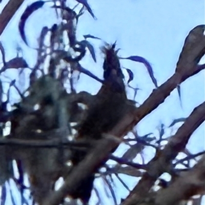Callocephalon fimbriatum (Gang-gang Cockatoo) at Aranda, ACT - 8 Aug 2025 by lbradley