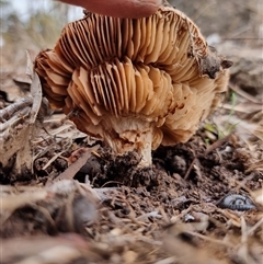 Unverified Cap on a stem; gills below cap [mushrooms or mushroom-like] at Latham, ACT - 5 Aug 2025 by Caric