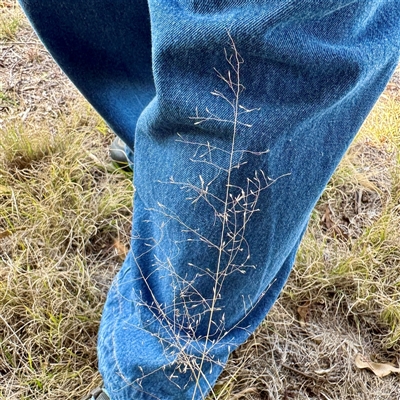 Eragrostis curvula (African Lovegrass) at Kaleen, ACT - 8 Aug 2025 by Hejor1
